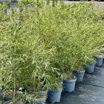 Vŕba smútočná (Salix sepulcralis) ´CHRYSOCOMA´ - výška 50-80 cm, kont. C5L
